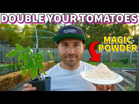 , title : 'This Magic White Powder Will DOUBLE Your Tomato Harvest!'