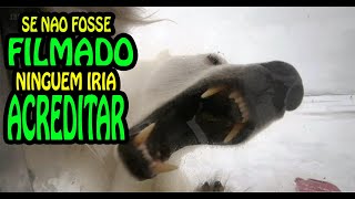 🔴 Se Não fosse Filmado, Ninguém iria Acreditar! VIDEOS INCRÍVEIS