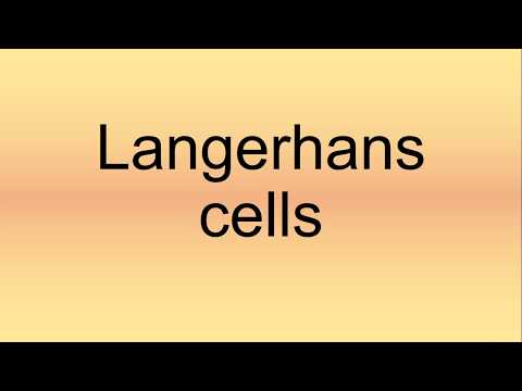 Langerhans Cells Pronunciation | How to Say | How to Pronounce