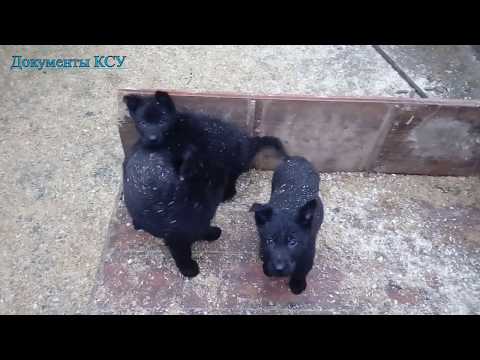 Черные щенки немецкой овчарки. Питомник Schwarzer Fluss. (German Shepherd Dog)