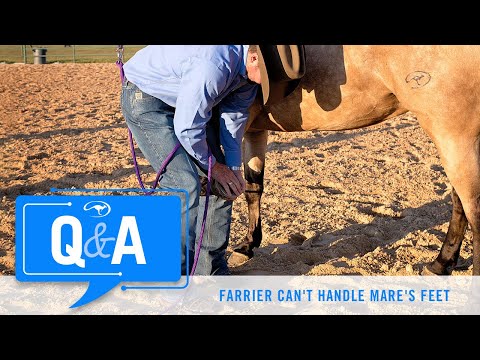 Farrier Can't Handle Mare's Feet - Q&A With Clinton Anderson