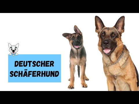 Deutscher Schäferhund - Steckbrief über #deutscherschäferhund​ Charakter, Alltagsleben, Anschaffung