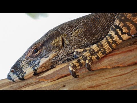 The hidden danger of a goanna, or monitor lizard.