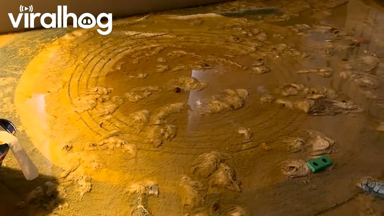 Thousands of Gallons of Raw Sewage Filled My Home While on Vacation || ViralHog