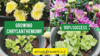 சாமந்தி செடி வளர்ப்பது எப்படி!! 100% வெற்றி | How to grow Chrysanthemum? | Complete guide !