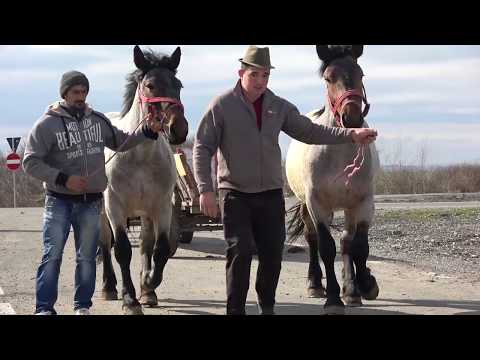 Manzele lui Pitiu de la Craidorolt, Satu Mare - 2020 Nou!!!