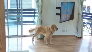 【地震発生の瞬間】緊急地震速報前に異変に気付く犬。【Golden Retriever japan】