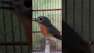 Download lagu Tledekan betina gacor mp3