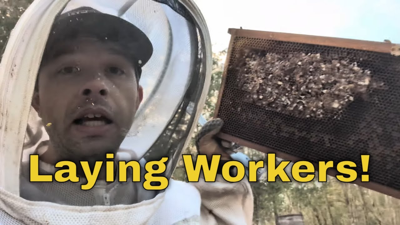 Queenless in Winter! How we Fix It!