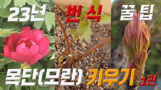 모란 키우기 