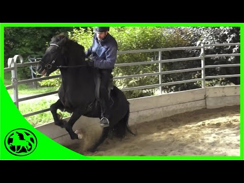 Islandwallach geht gefährlich durch - was tun ?