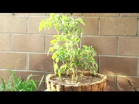 image-What kind of tomatoes are better Bush?