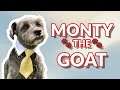 The Dog Behind 500 000 Subscribers