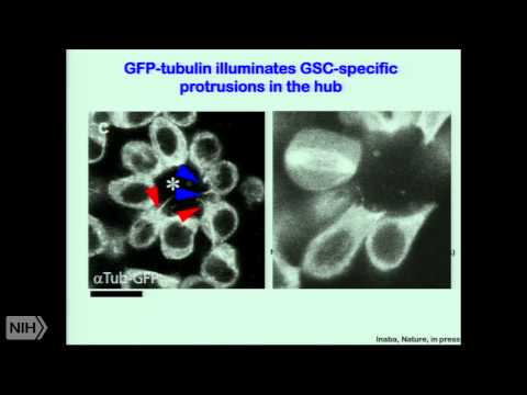 Asymmetric stem cell division in drosophila male germline