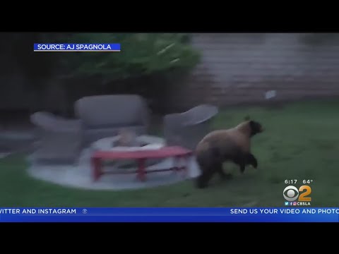 Caught on video: Dog chases off bear visiting San Dimas home