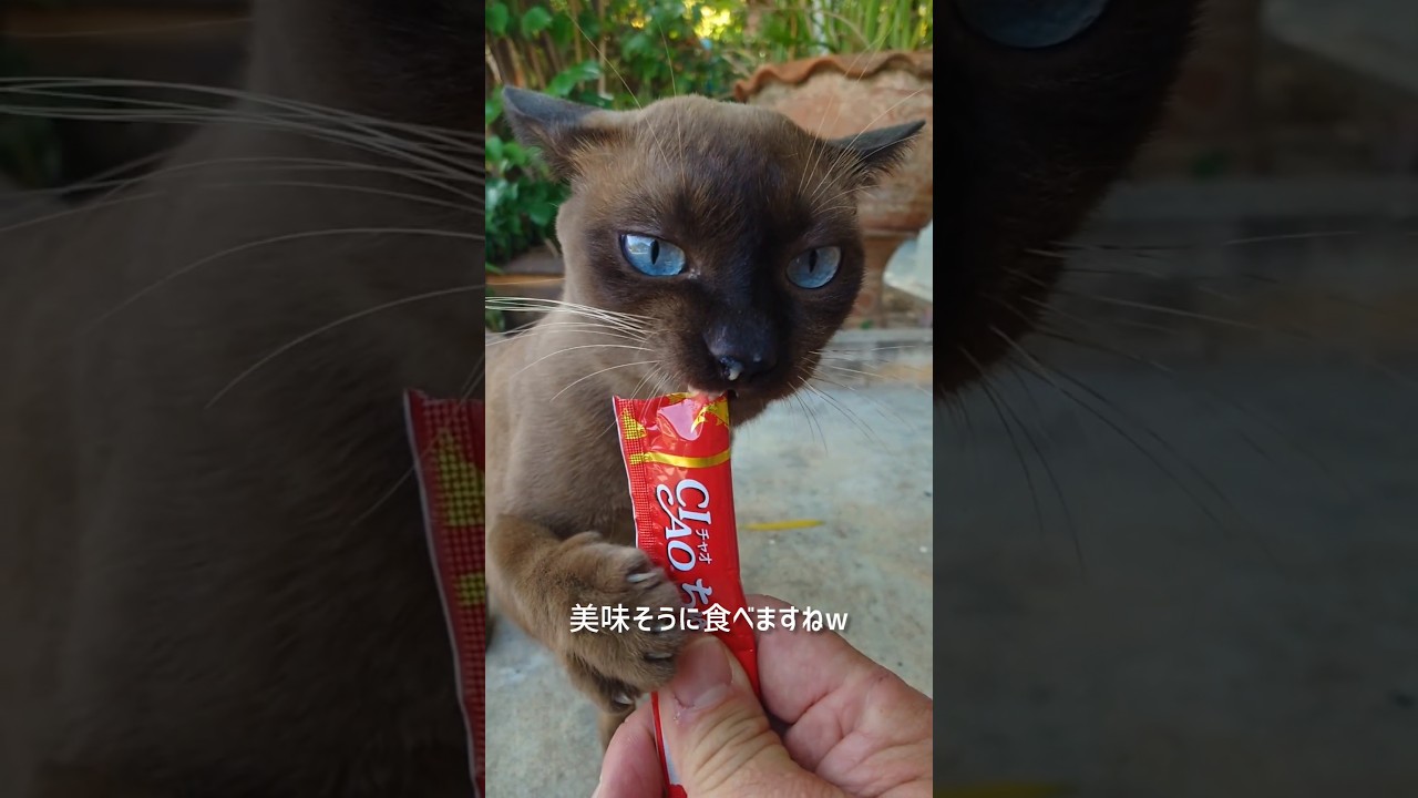 タイの猫【サマエサン村】#thailand #samaesan #cat