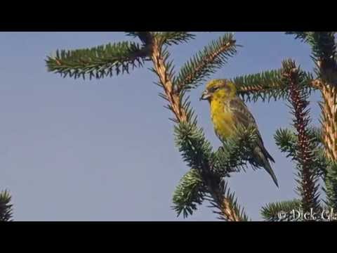 Crossbill calling in North Antrim!