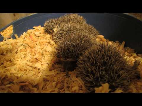 Karima Kwikstep x Ian