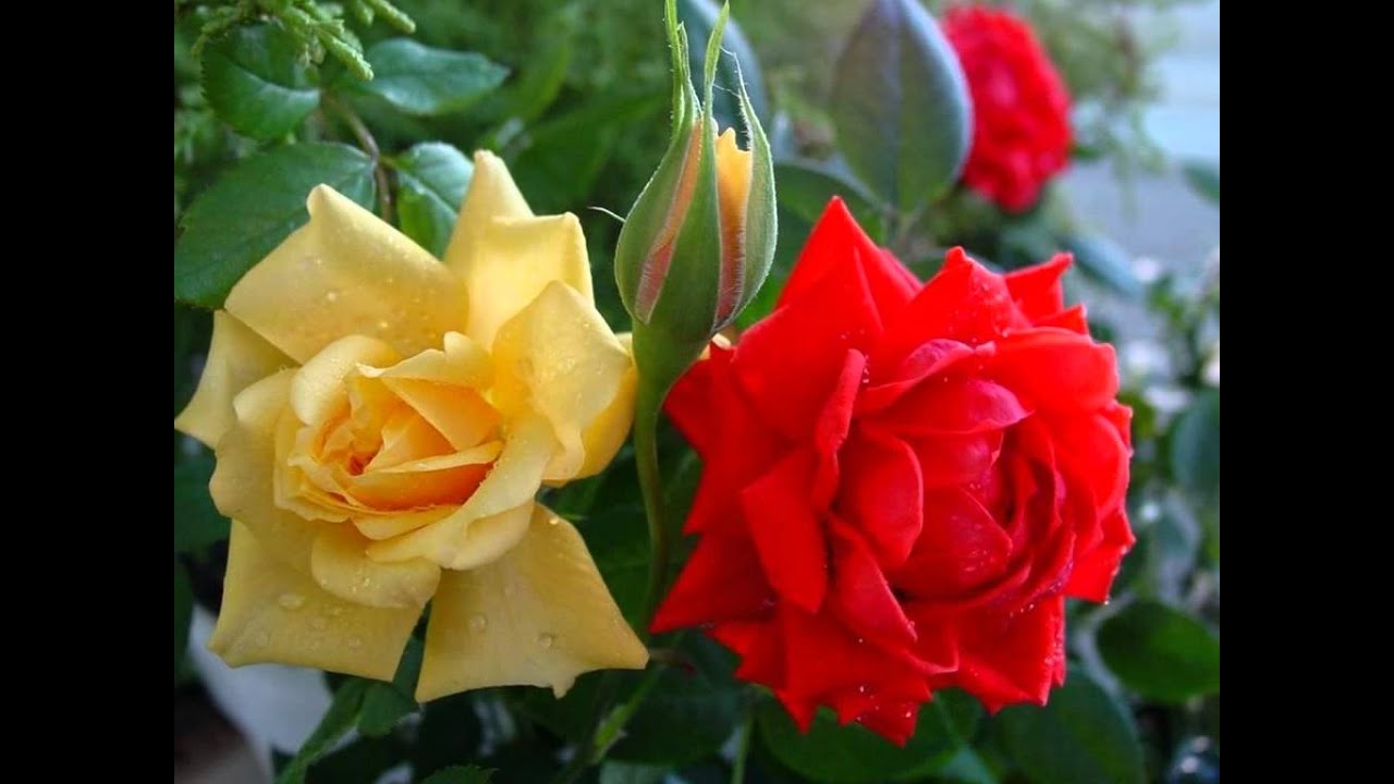 Hum Tum Yu Lyrics  | Dilbar | Rishikesh Raj, Mamta Kulkarnin | Kavita Krishnamurthy, Kumar Sanu | Laxmikant Shantaram Kudalkar (Laxmikant Pyarelal), Pyarelal Ramprasad Sharma (Laxmikant Pyarelal)