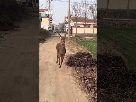 I've never seen such a confident deer 😅 (🎥: ViralHog)