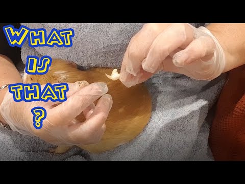 YouTube video about: What glue is safe for guinea pigs?