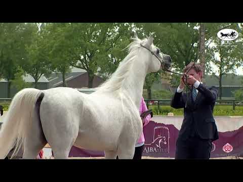 N 57 ETORYK   AH Weekend 2022   European C Show and SE Cup   Stallions 7+ Years Old Class 14