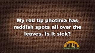 Q&A – My photinia has red spots on the leaves