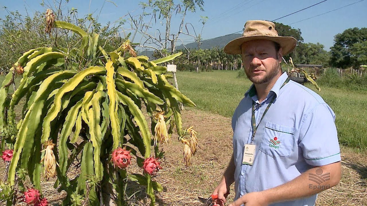 Pitaya -  Como produzir
