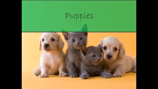Puppies (VeggieTales "Lost Puppies" new lyrics)