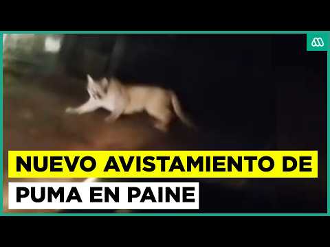 Nuevamente reportan aparición de Puma en el sector de Paine