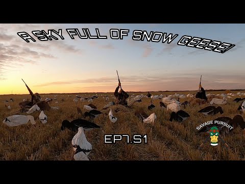 Snow Geese! A Sky Full of Snows! Ep7