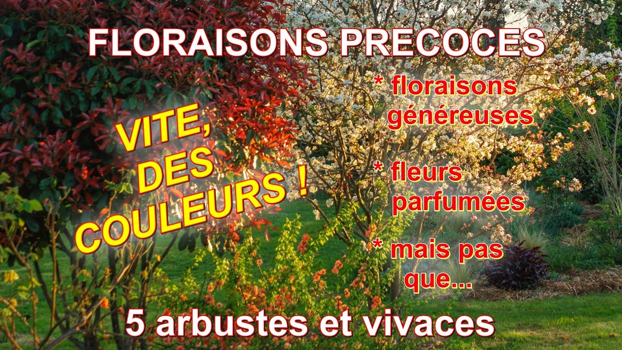 Floraisons précoces de printemps : 5 arbustes et vivaces