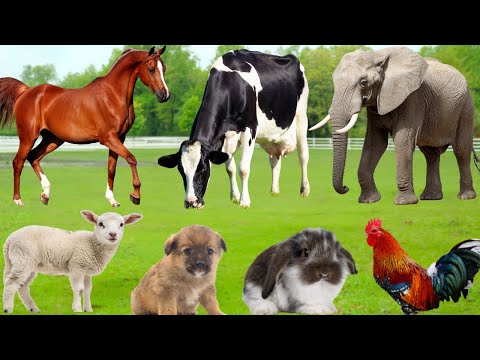 Farm Animals Compilation: Cow, Sheep, Horse, Goat, Chicken, Pig, Cat, Parrot, Rabbit – Farm Animal
