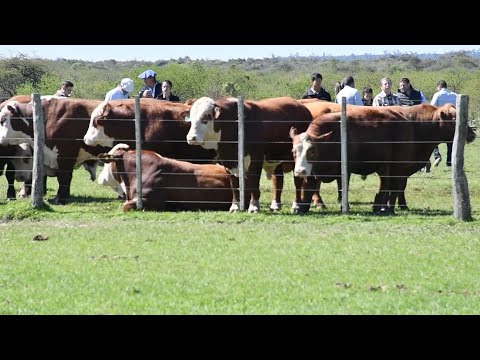 Infortme Rural TV -251011 IPCVA en Paso de los Libres   Corrientes