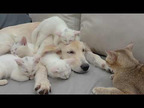 YouTube 썸네일