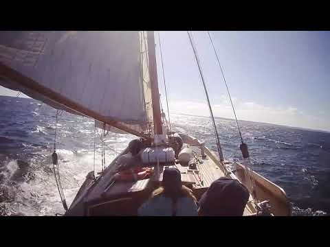 Dolphins at sea, Dutch sailing barge, South West UK