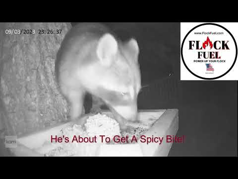 Flock Fuel Hot Pepper Bird Seed Repels Racoon