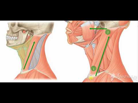 sternomastoid action1