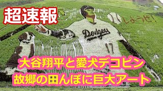 大谷翔平と愛犬デコピン！故郷の田んぼに巨大アート