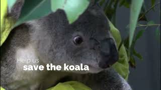 Koala Conservation Australia   Koala Hospital 2024
