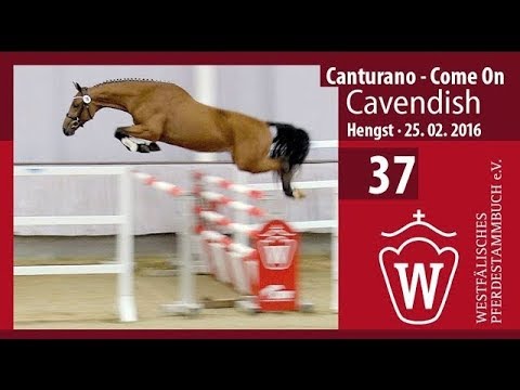 37 Cavendish Hengst v. Canturano - Come On