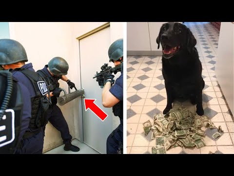 Dog Brings Home Money Every Day - One Day, Police Show Up At Owner's Door