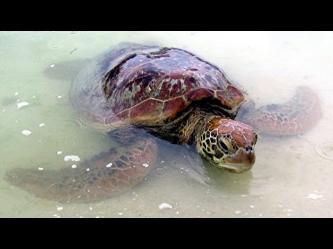 Vanuatu -South Pacific, Wyspy Południowego Pacyfiku
