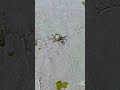 Crab Stomp