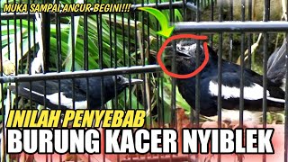 Download lagu INILAH!!! PENYEBAB KACER NYIBLEK | DR KACER mp3
