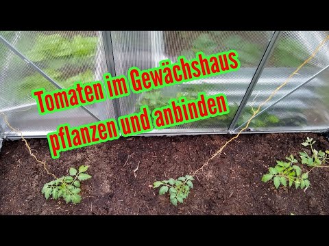 , title : 'Tomaten im Gewächshaus pflanzen und anbinden Tomaten im Gewächshaus anbauen einpflanzen'