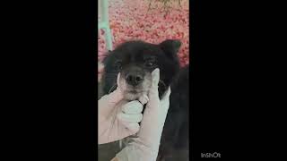 Video preview image #1 Pomeranian Puppy For Sale in Seattle, WA, USA