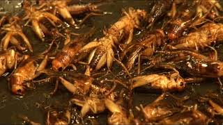 Thumbnail del capítulo