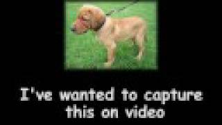 Dog scared of his own fart