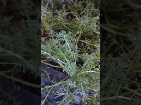 園芸 ローマンカモミール、ノーブルカモミール、ナツシロギク